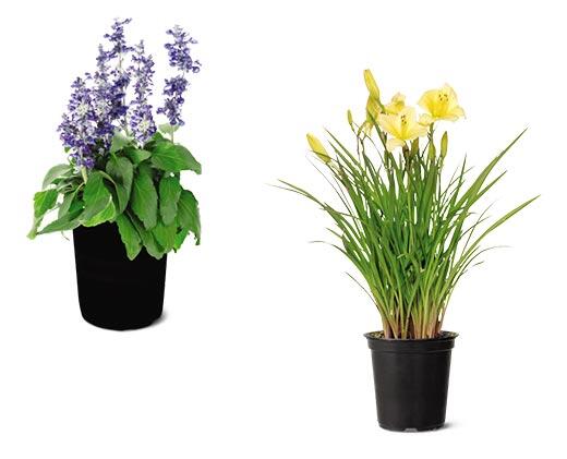 Spring Perennial Assorted Varieties