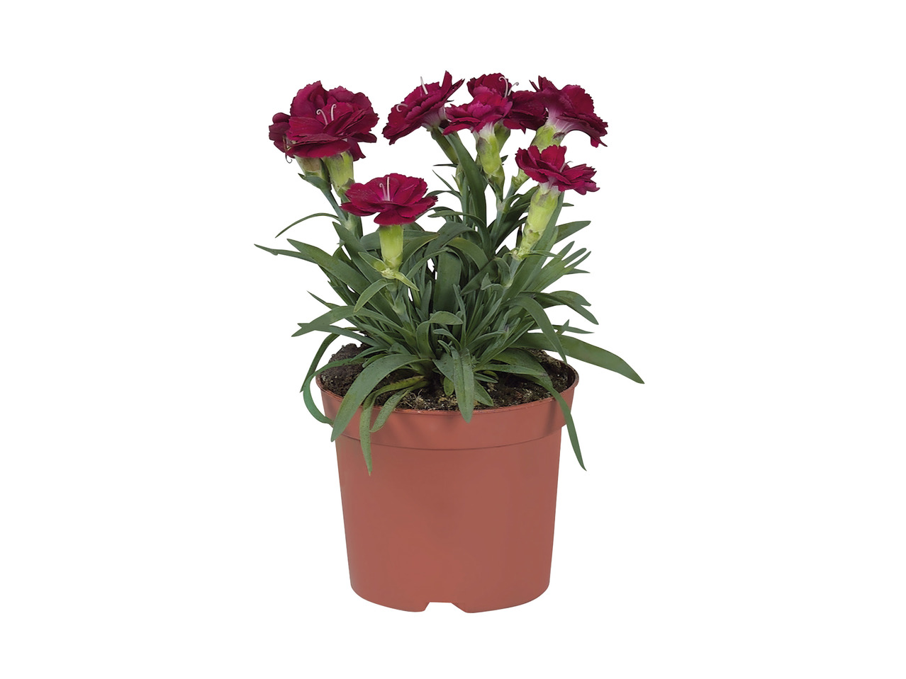 Dianthus1