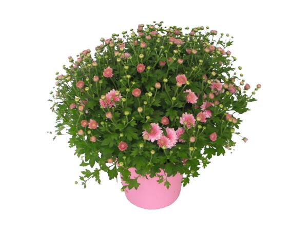 Krysantemum