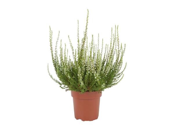 Autumn Heather