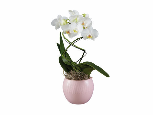 Orchidée dans un pot en céramique