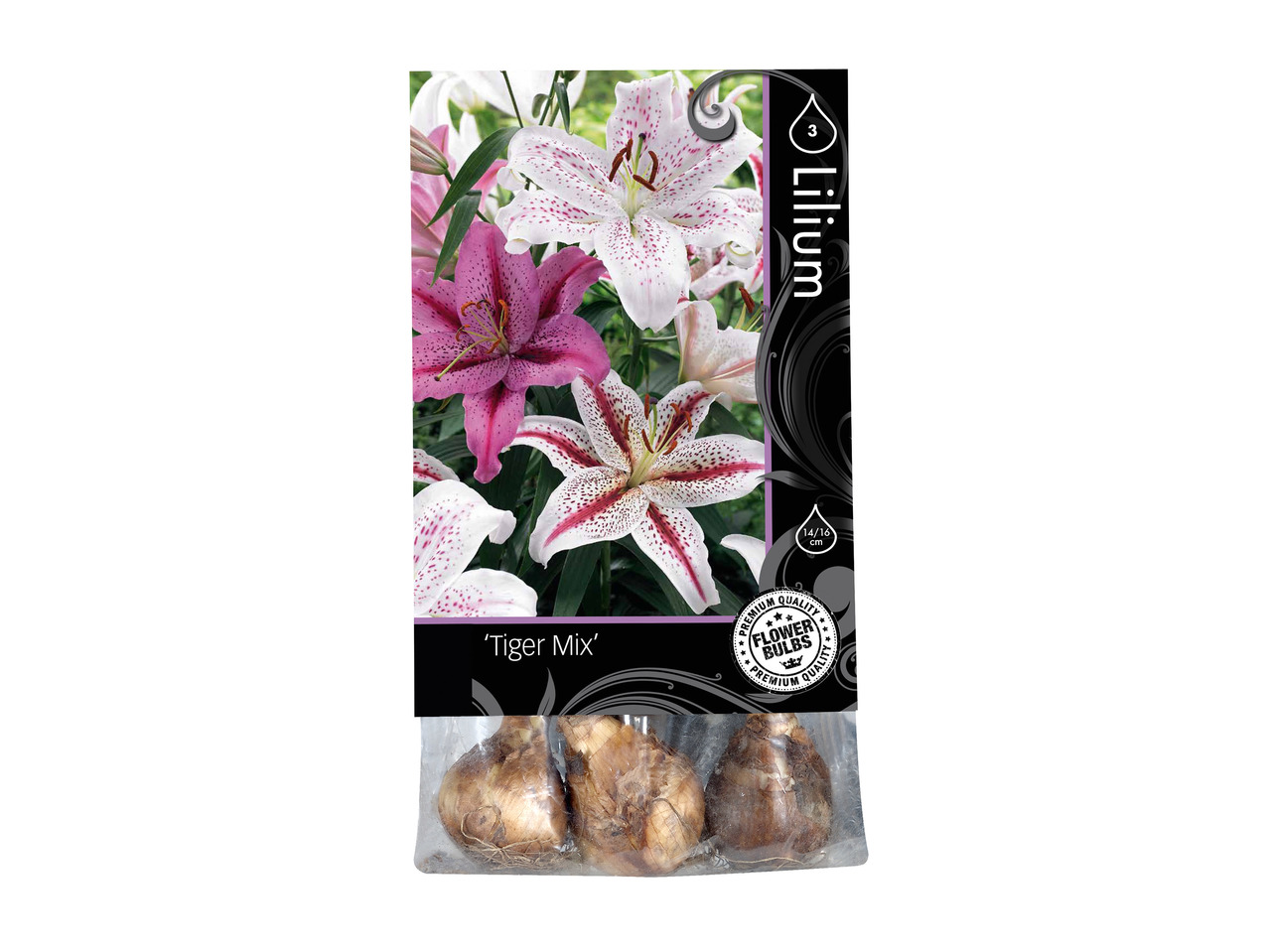 Premium Dahlia Bulbs 1