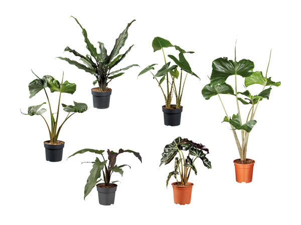 Mélange d'alocasia