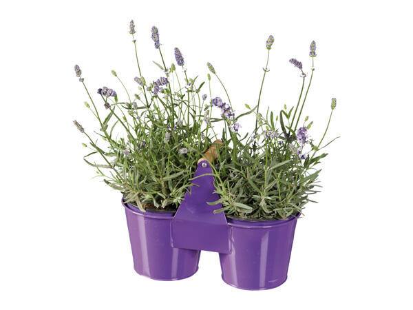 Lavender in Duo Pot