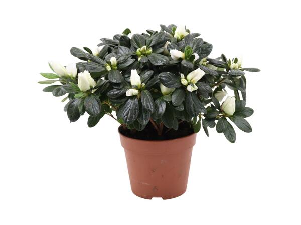 Azalea