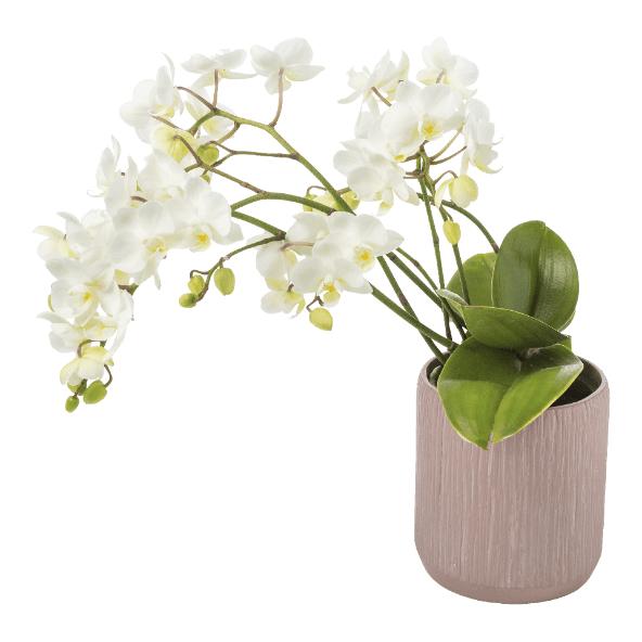 Orchidée