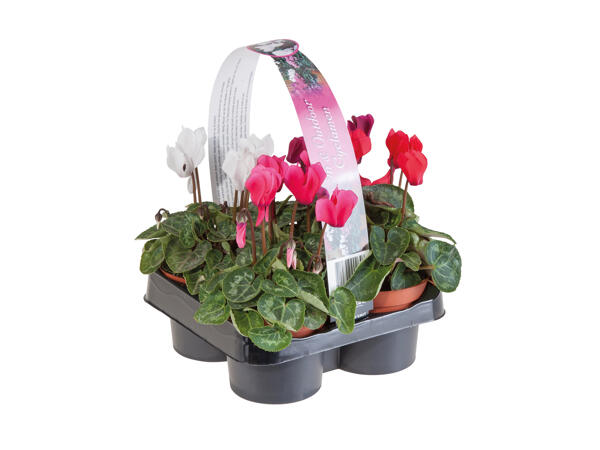 British Cyclamen
