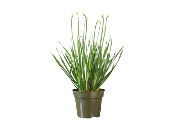 Allium Plant