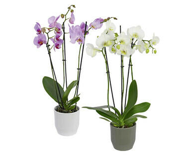 ORCHIDÉE À 3 TIGES