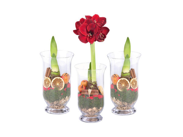 Amaryllis