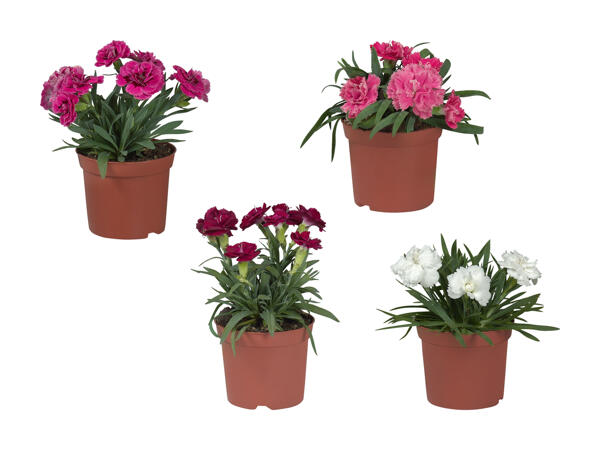 Œillets (dianthus)