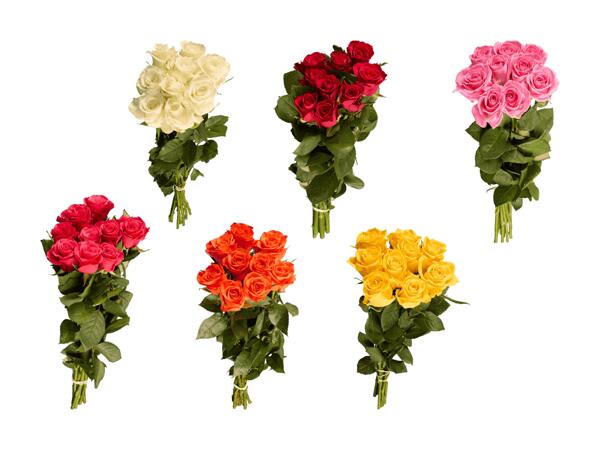 Rose premium
