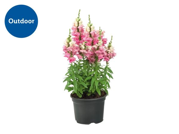 Large Perennial