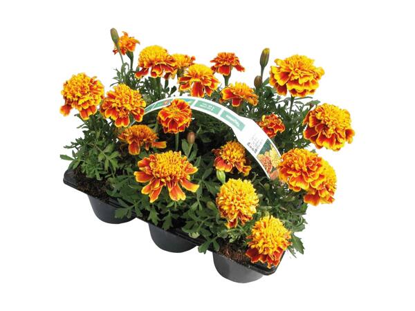 Danske bedplanter i 6‘er bakke