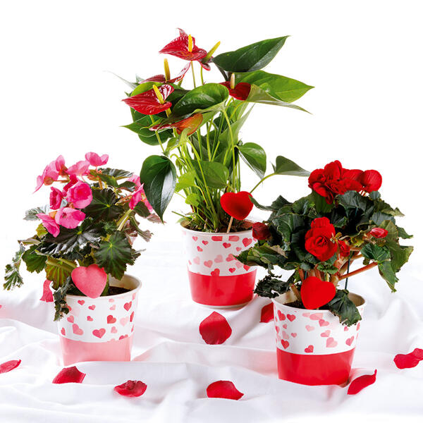 Valentinspflanzen