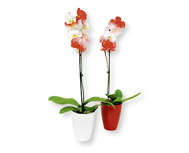 Phalaenopsis Nationalfeiertag