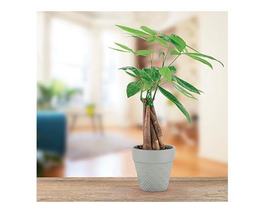 5" Money Tree