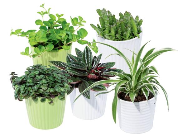 Succulents mini