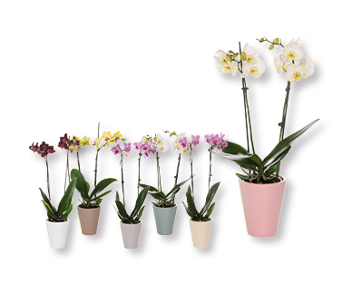 Orchidée