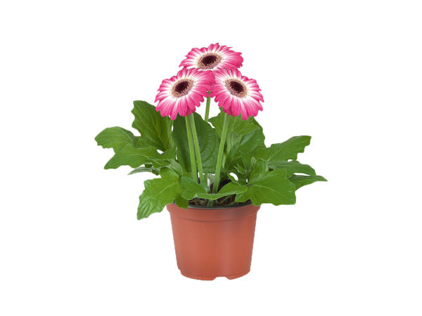 Gerbera