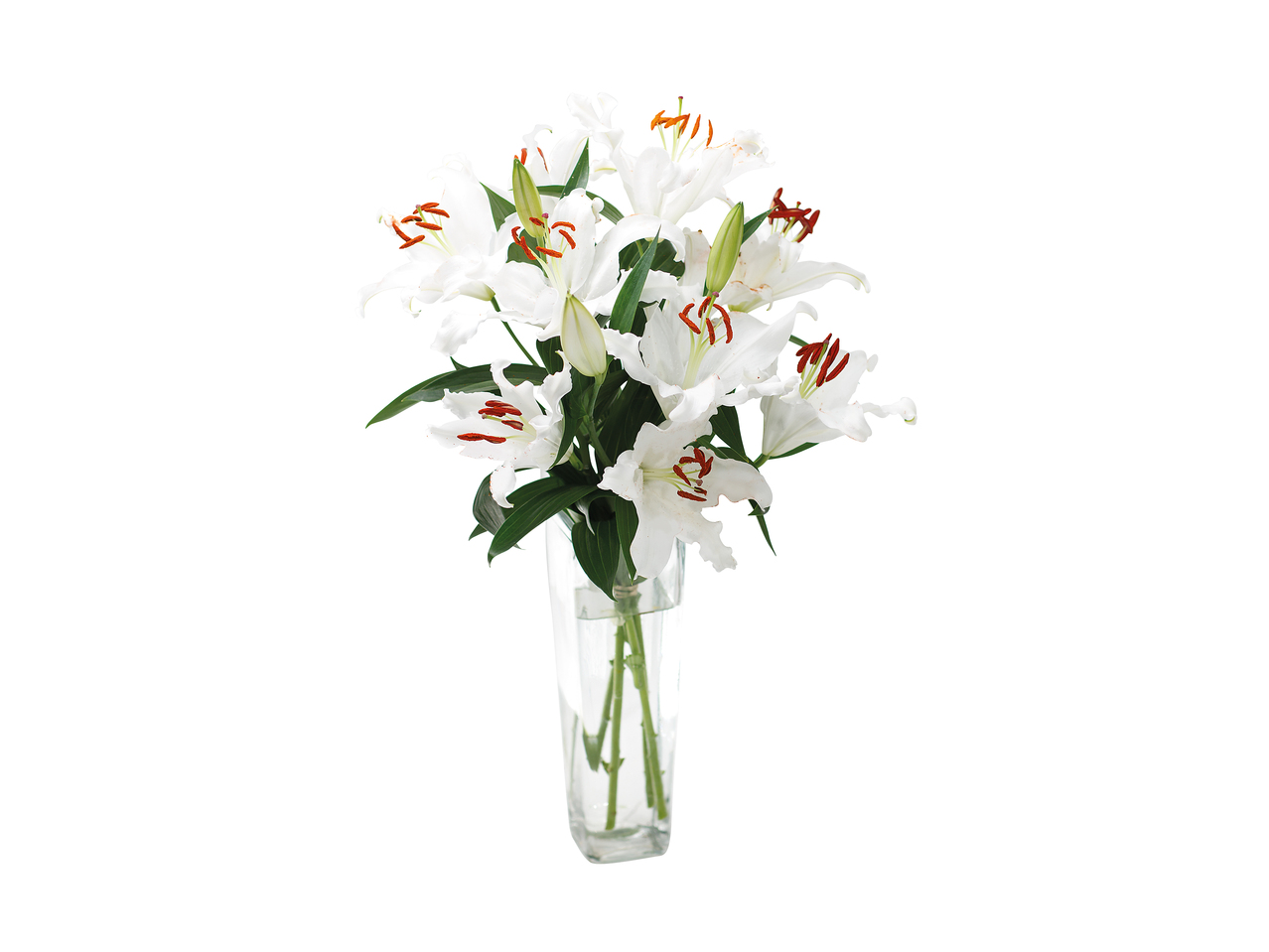Oriental Lilies1