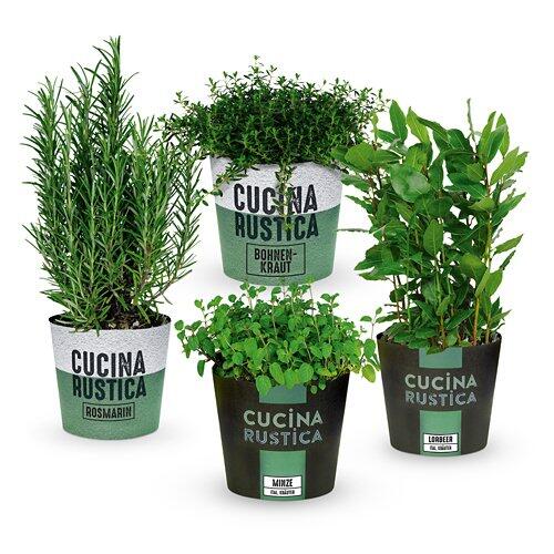 GARDENLINE Gewürzkräuter