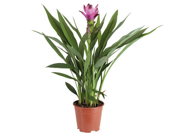 Curcuma (Safranwurz)