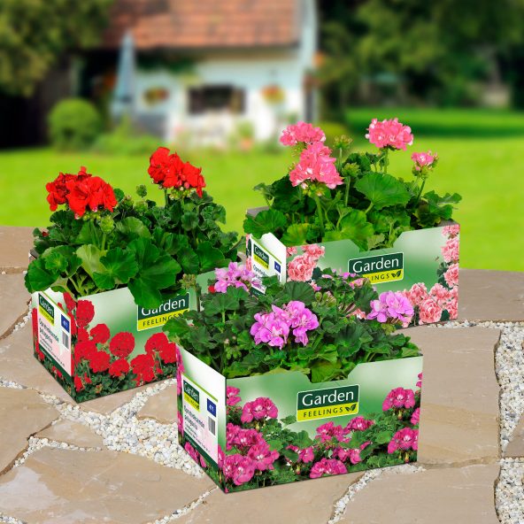 Pelargonie