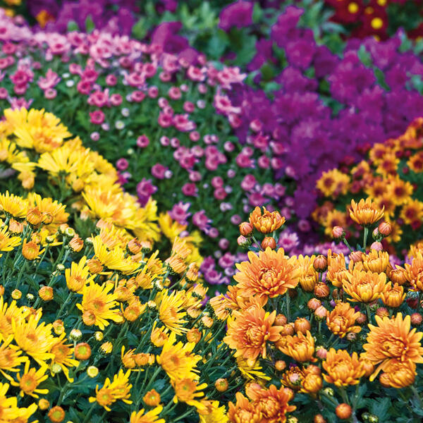 Garten-Chrysanthemen