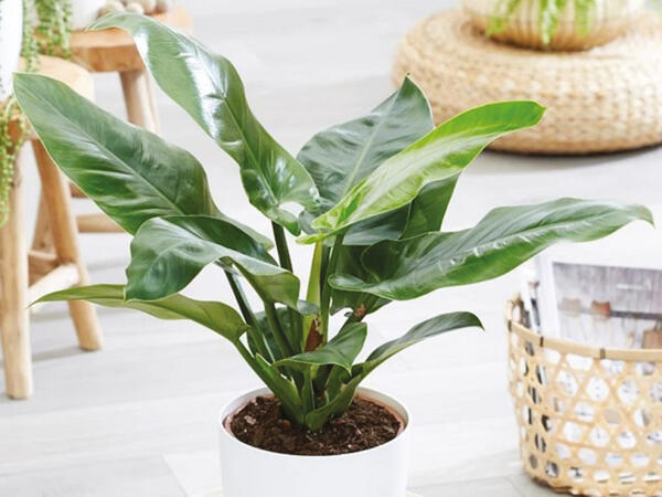 Philodendron