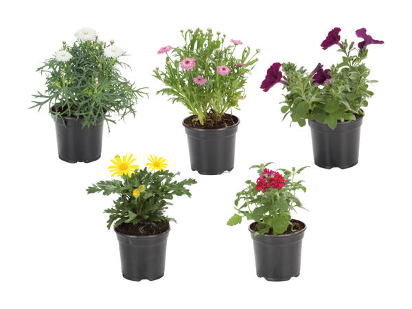 Plantes à massifs