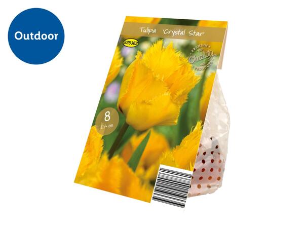 Premium Bulbs Tulipa "Crystal Star"