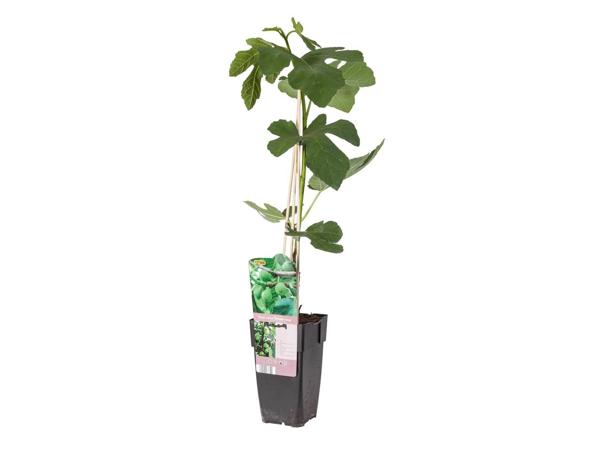 Feigenbaum