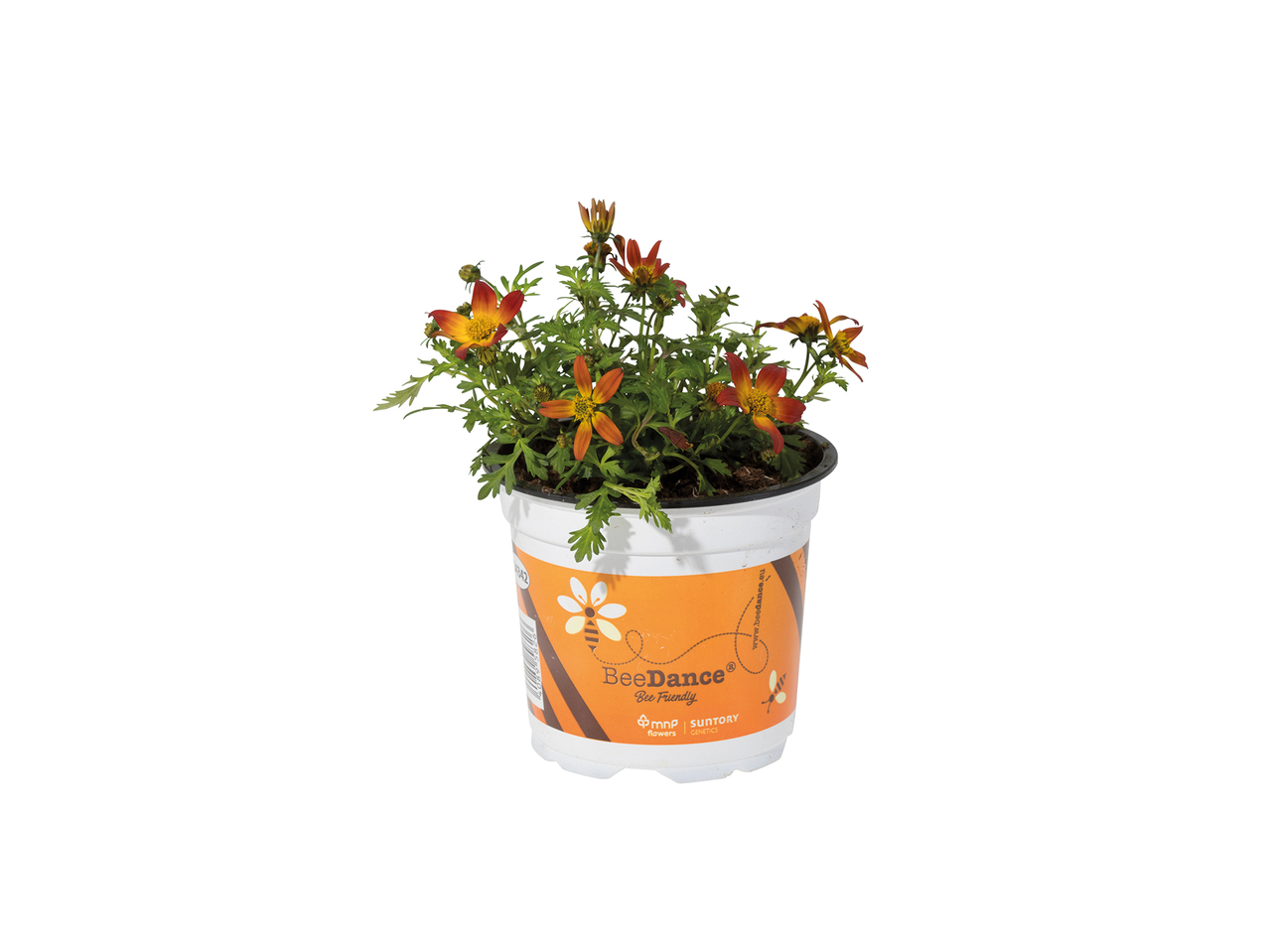 Bee Friendly Bidens1