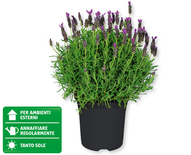 Lavanda