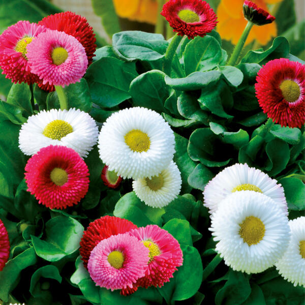 Bellis "Trios"