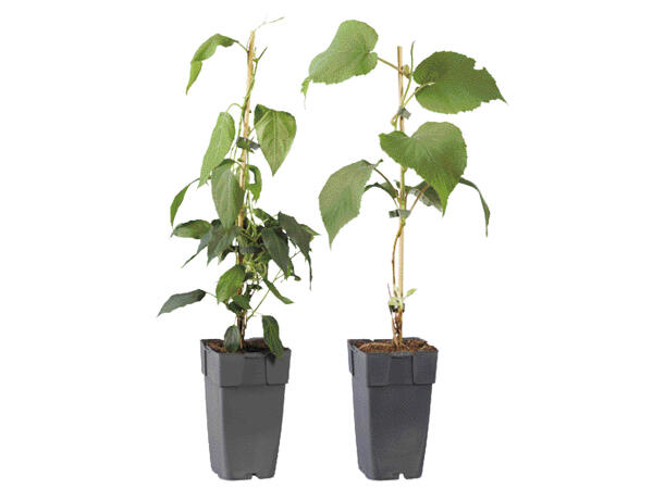 Kiwi Plant