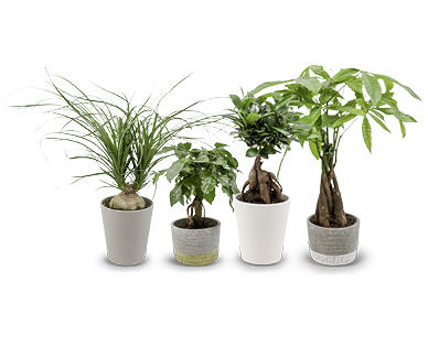 Piante verdi tropicali