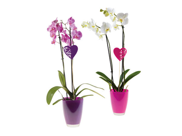 Phalaenopsis in Pot
