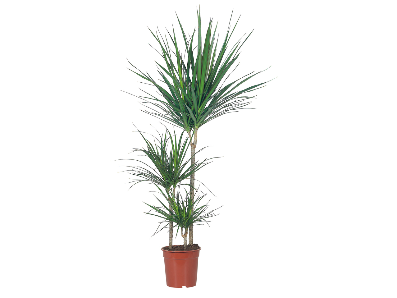 Assortiment de plantes vertes