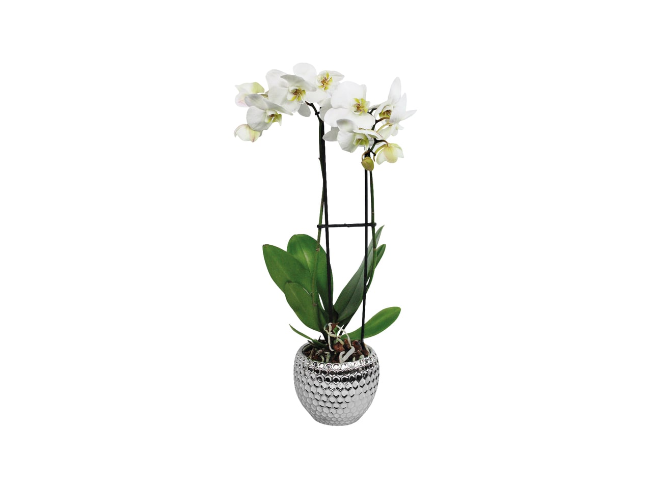 New Year's Eve Orchid1