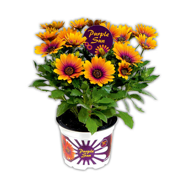 Exklusive Osteospermum