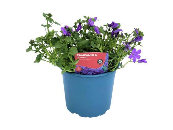 Creeping Bellflower