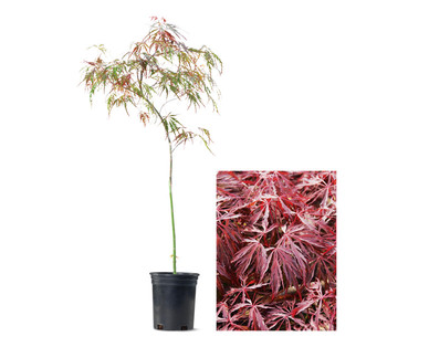 Japanese Maple Tree