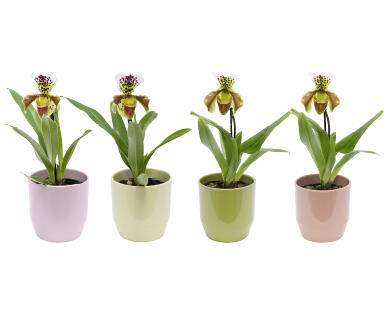 ORCHIDÉES CHAUSSURE DE VÉNUS