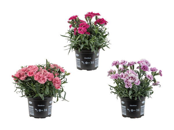 Dianthus adorables