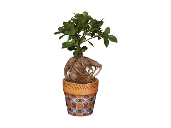 Talavera Houseplant