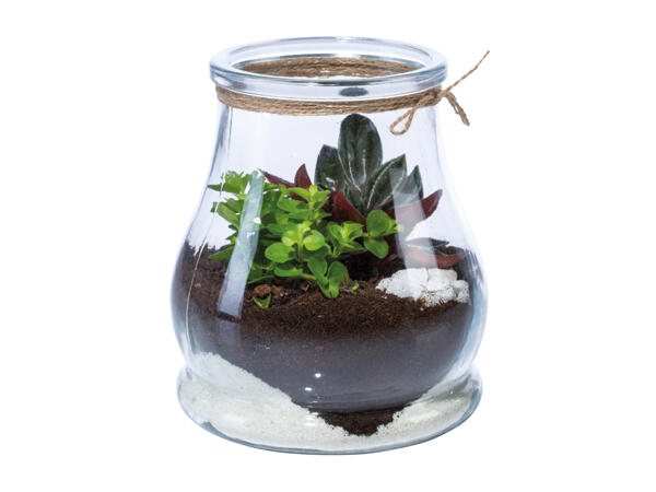 Mini Garden Terrarium