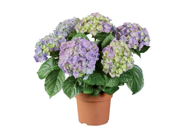 Hydrangea