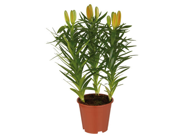 Asiatische Lilien